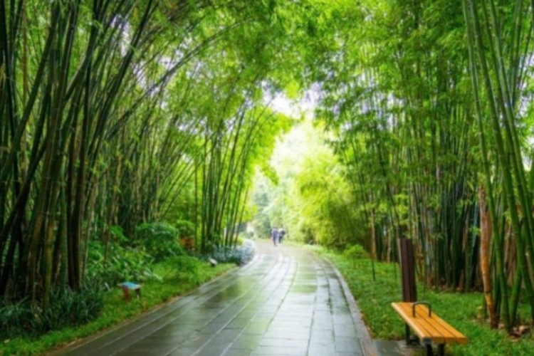 Bamboo Culture in China