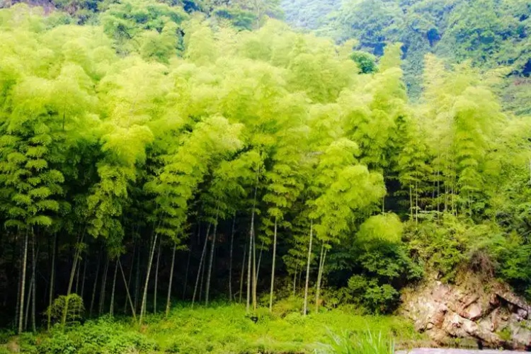 Can Bamboo Thrive in Cold Weather?
