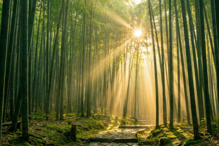 The Bamboo Bible: Everything You Need to Know About the World’s Most Sustainable Furniture